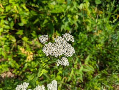 Achillea millefolium, photographed by Eric Bartkowski