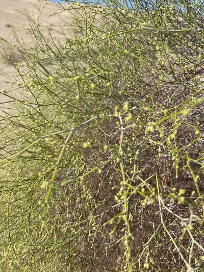 Eriogonum deserticola, photographed by Timothy Slattery