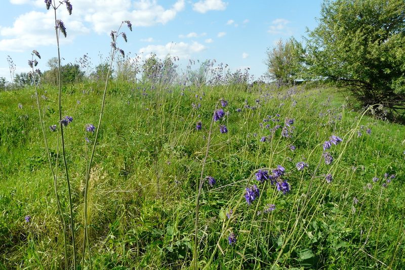 Salvia nutans, photographed by Татьяна Горбушина