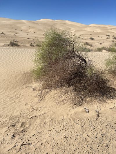 Eriogonum deserticola, photographed by Timothy Slattery
