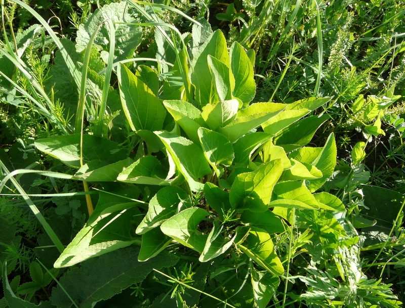 Viola ambigua, photographed by Татьяна Горбушина