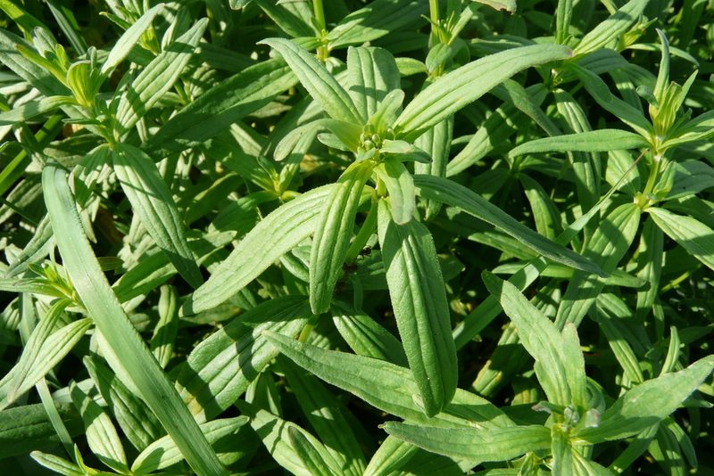 Galium rubioides, photographed by Татьяна Горбушина