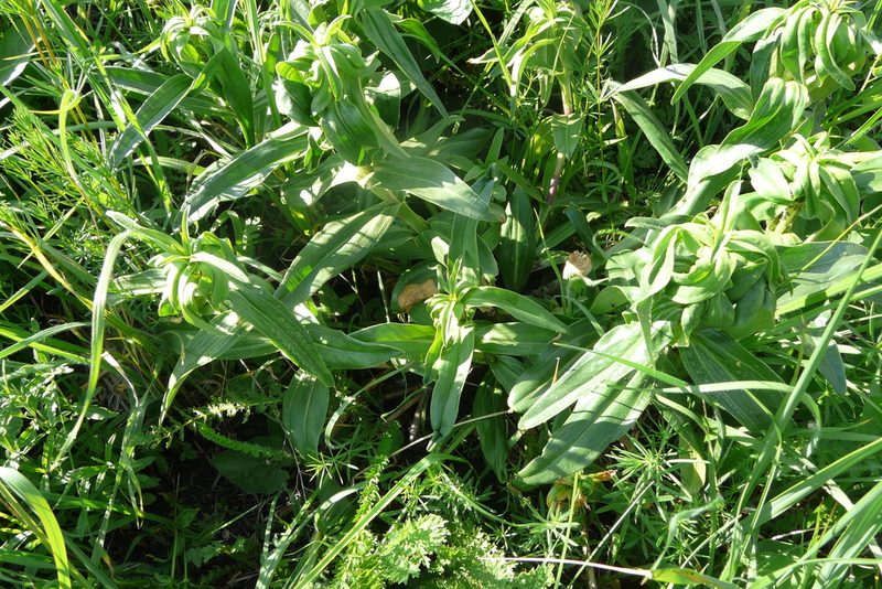 Gentiana cruciata, photographed by Татьяна Горбушина