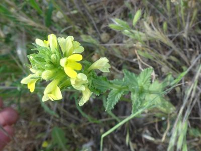 Parentucellia viscosa, photographed by Ben Costamagna