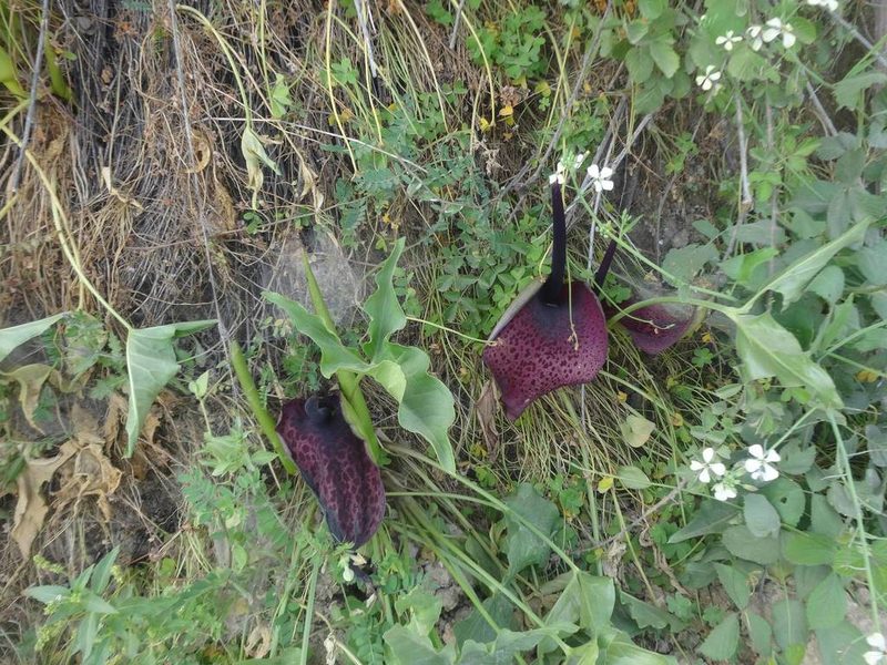 Arum dioscoridis, photographed by Ben Costamagna