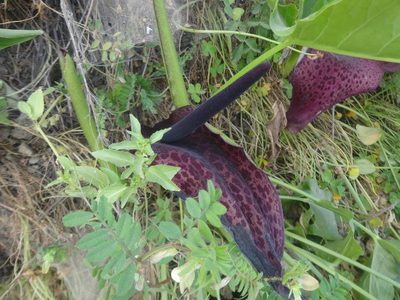 Arum dioscoridis, photographed by Ben Costamagna