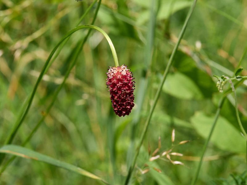Sanguisorba officinalis, photographed by Andreas Stiller