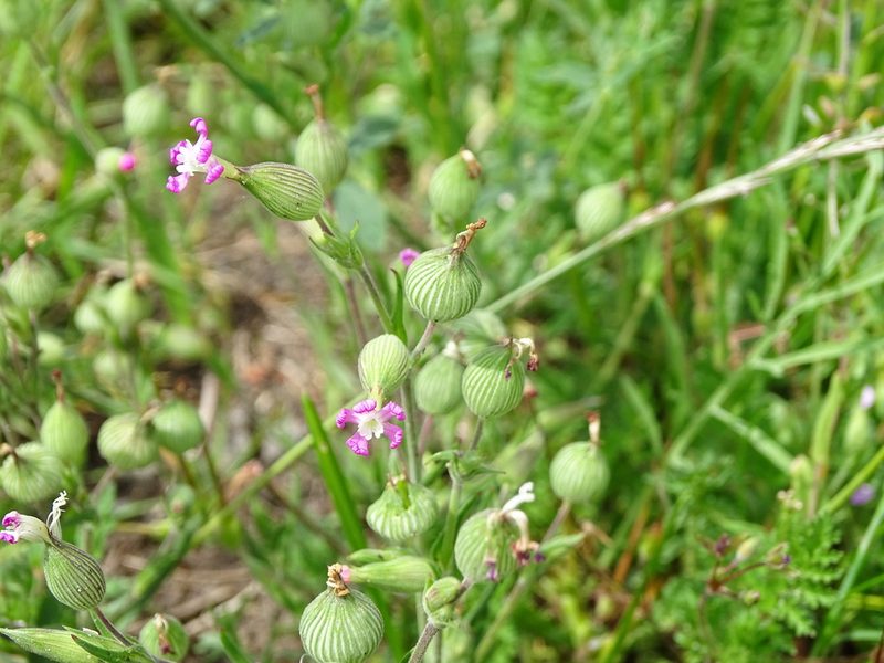 Silene conica, photographed by Grzegorz Grzejszczak