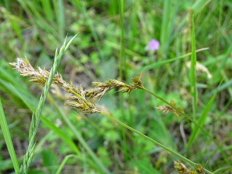 Carex colchica, photographed by Grzegorz Grzejszczak