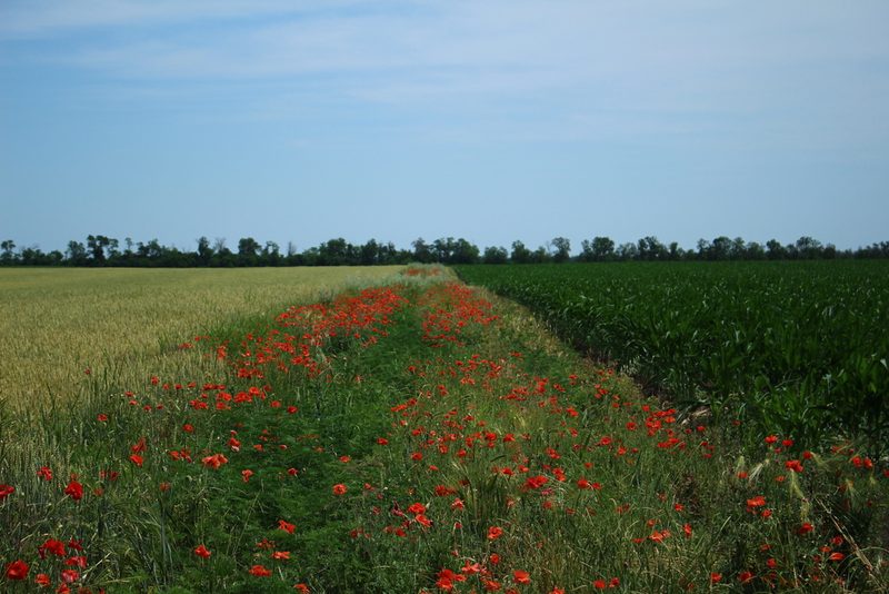 Papaver rhoeas, photographed by Юрий Данилевский (Yuriy Danilevsky)