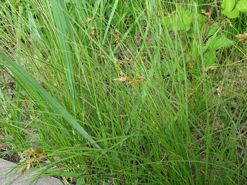 Carex praecox, photographed by Grzegorz Grzejszczak