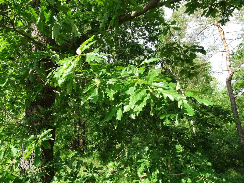 Quercus petraea, photographed by Grzegorz Grzejszczak