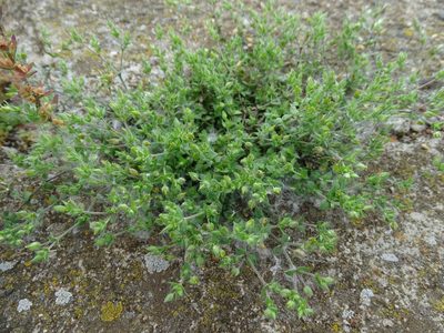Arenaria serpyllifolia, photographed by Grzegorz Grzejszczak