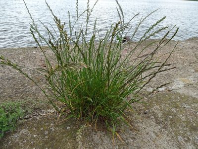Lolium perenne, photographed by Grzegorz Grzejszczak