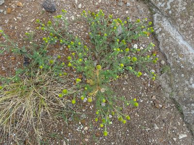 Matricaria discoidea, photographed by Grzegorz Grzejszczak