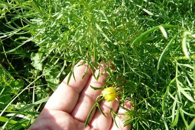 Adonis vernalis