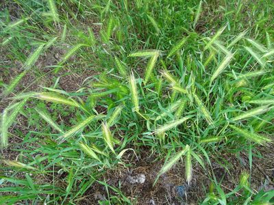 Hordeum murinum, photographed by Grzegorz Grzejszczak