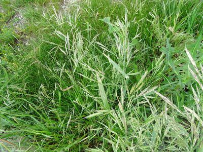 Bromus inermis, photographed by Grzegorz Grzejszczak