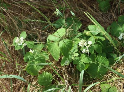 Rubus caesius, photographed by Юрий Данилевский (Yuriy Danilevsky)