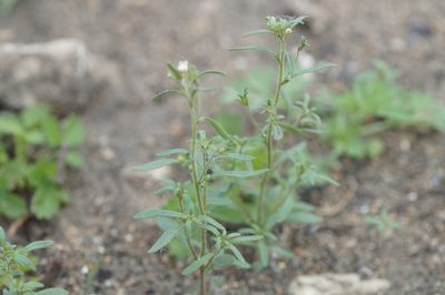 Chaenorhinum minus, photographed by evgeniq_benihanov