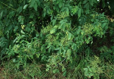 Sambucus nigra, photographed by Юрий Данилевский (Yuriy Danilevsky)