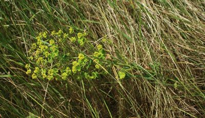 Euphorbia virgata, photographed by Юрий Данилевский (Yuriy Danilevsky)