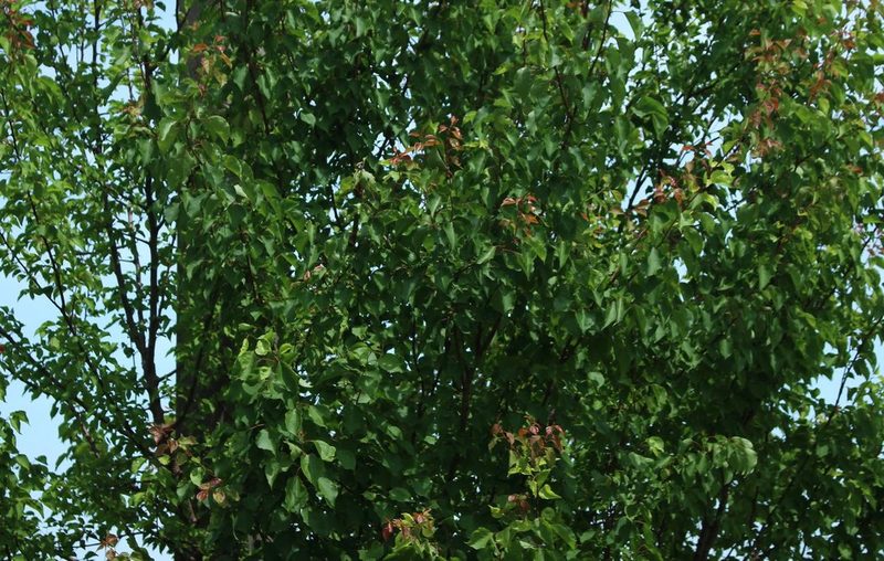 Prunus armeniaca, photographed by Юрий Данилевский (Yuriy Danilevsky)