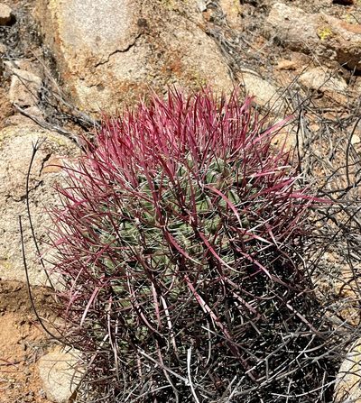 Ferocactus gracilis, photographed by Irene