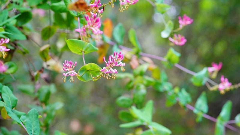 Lonicera hispidula, photographed by Michael Warner