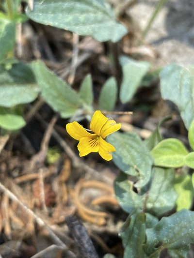 Viola pinetorum, photographed by Mike Heine