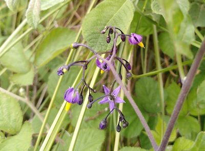 Solanum dulcamara, photographed by Daniel Seth Jackson