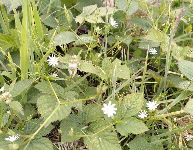 Stellaria graminea, photographed by Daniel Seth Jackson