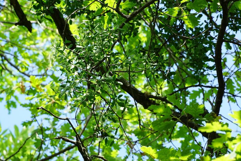 Loranthus europaeus, photographed by Patrick Hacker