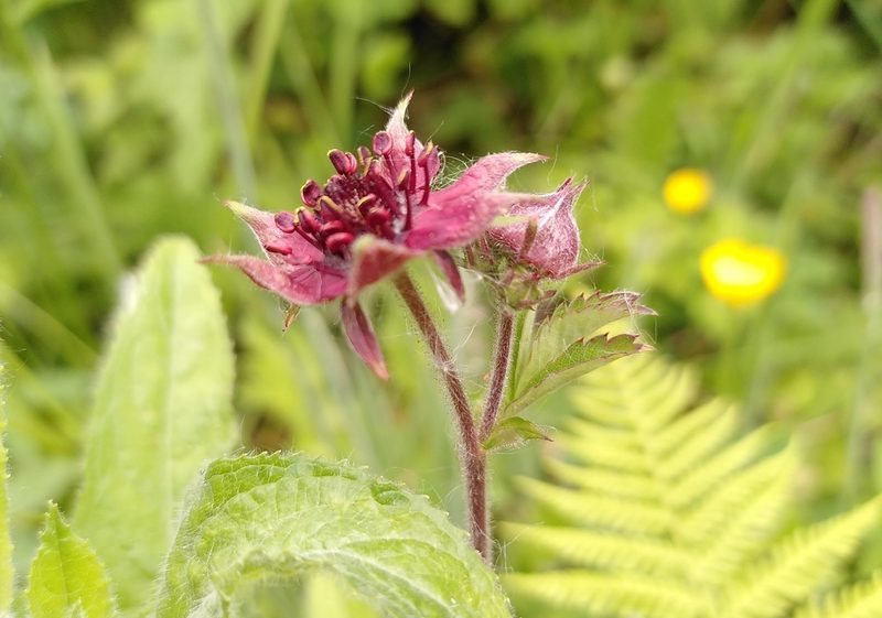 Comarum palustre, photographed by Daniel Seth Jackson
