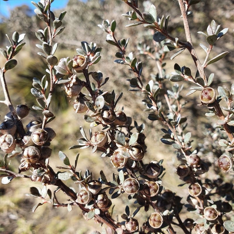 Leptospermum myrtifolium, photographed by ronavery