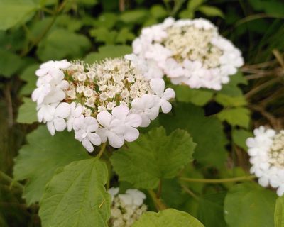 Viburnum opulus