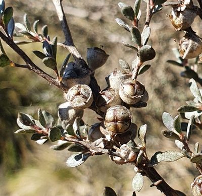 Leptospermum myrtifolium, photographed by ronavery