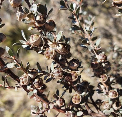 Leptospermum myrtifolium, photographed by ronavery