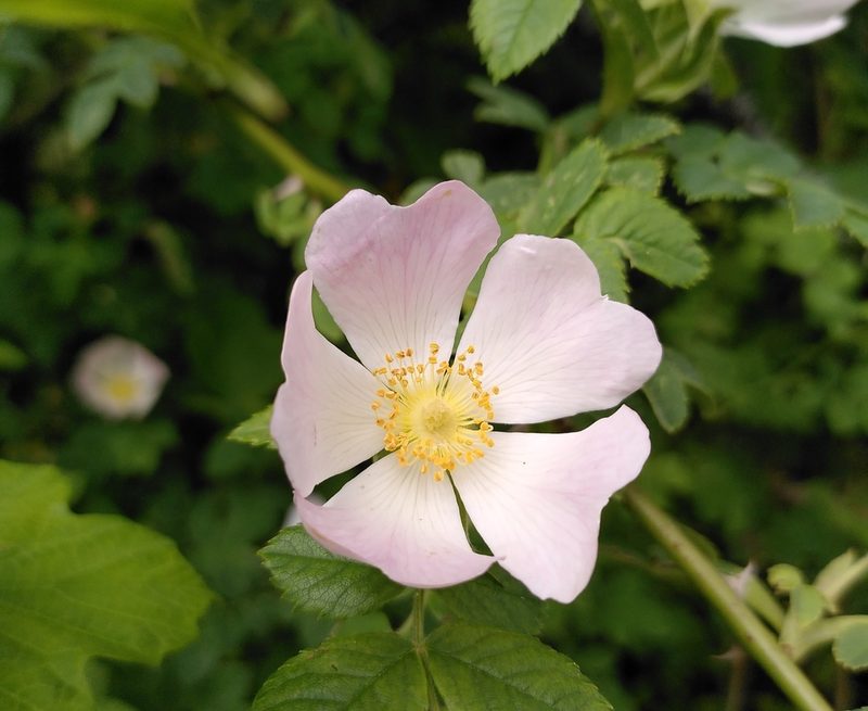 Rosa canina, photographed by Daniel Seth Jackson
