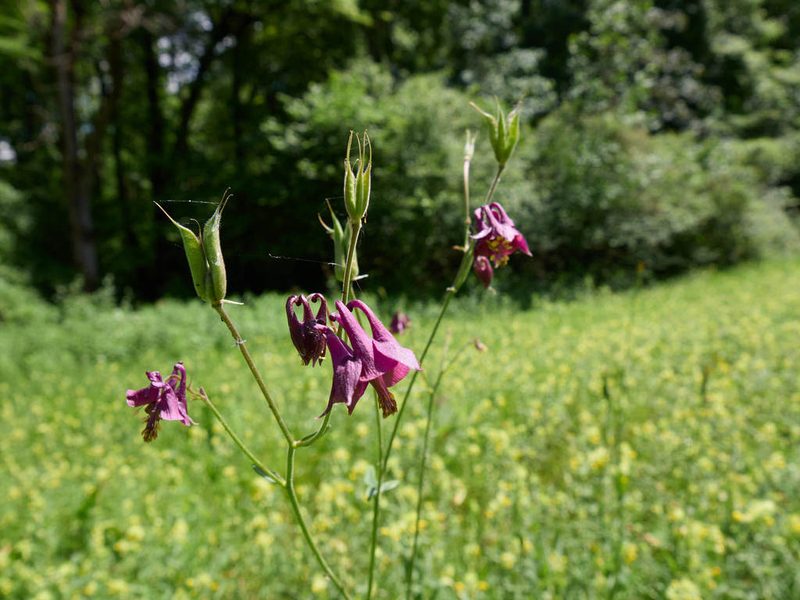 Aquilegia atrata, photographed by Andreas Stiller
