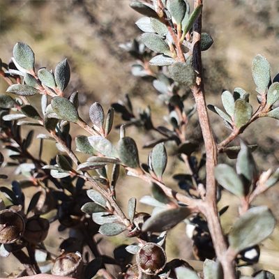 Leptospermum myrtifolium, photographed by ronavery