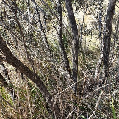 Leptospermum myrtifolium, photographed by ronavery