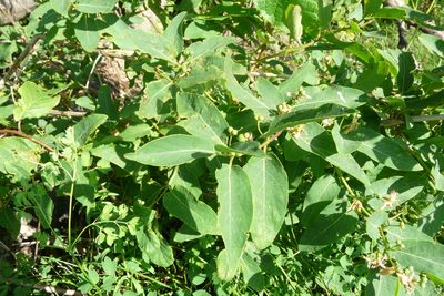 Lonicera tatarica, photographed by Татьяна Горбушина