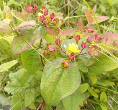 Hypericum androsaemum, photographed by Daniel Seth Jackson