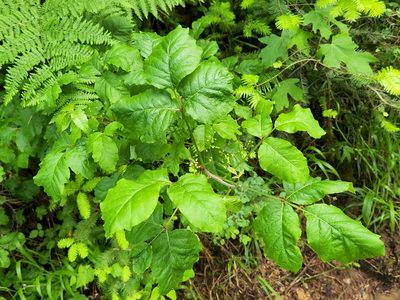 Toxicodendron diversilobum, photographed by Casey H. Richart