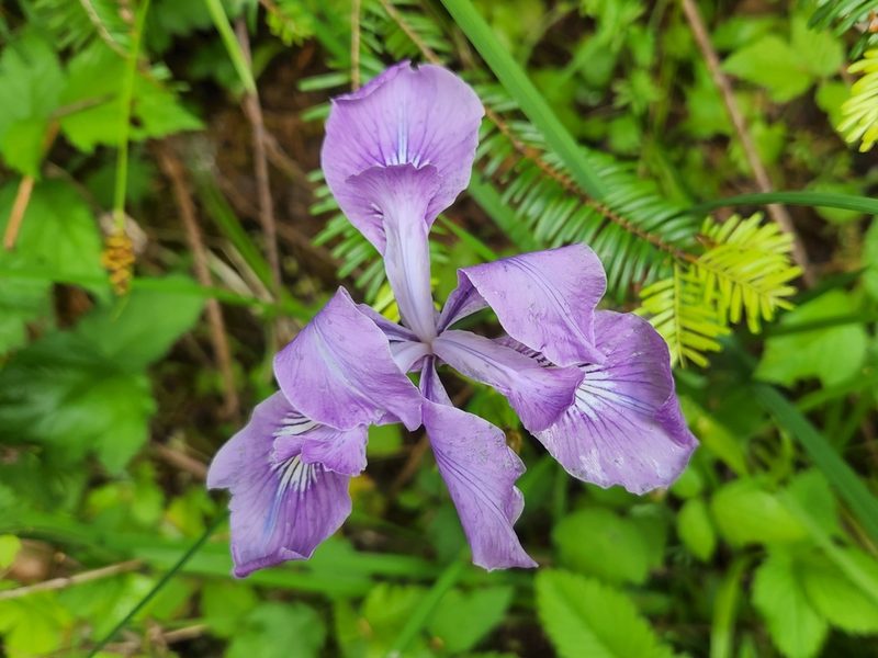 Iris tenax, photographed by Casey H. Richart