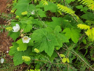 Rubus parviflorus, photographed by Casey H. Richart