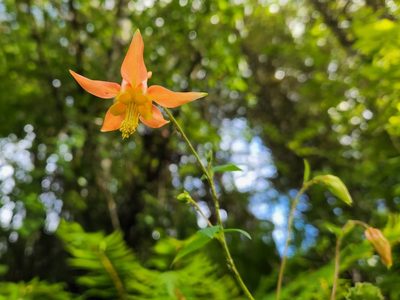 Aquilegia formosa, photographed by Casey H. Richart