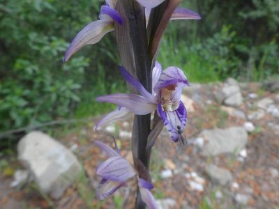 Limodorum abortivum, photographed by Ben Costamagna