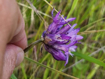 Dichelostemma congestum, photographed by Casey H. Richart